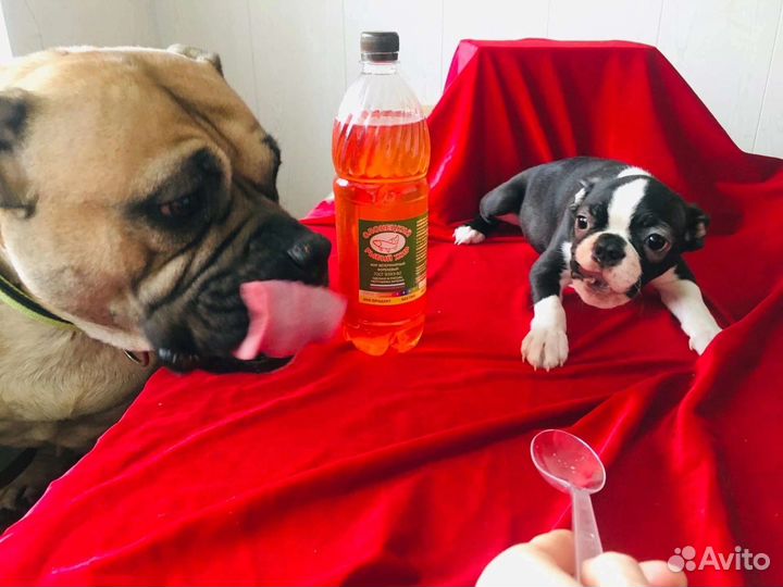 Масло для собак и кошек