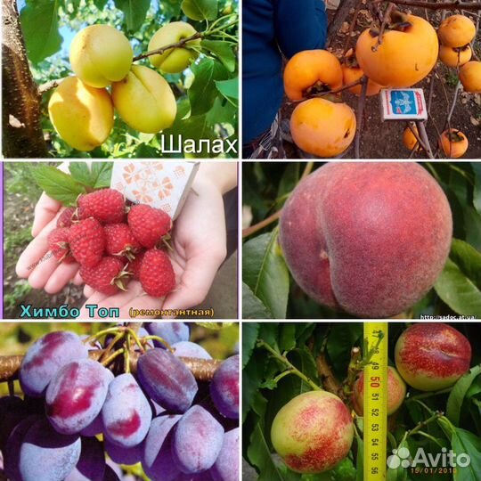 Саженцы не опт