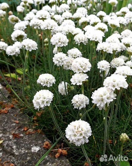 Армерия почвопокровное растение