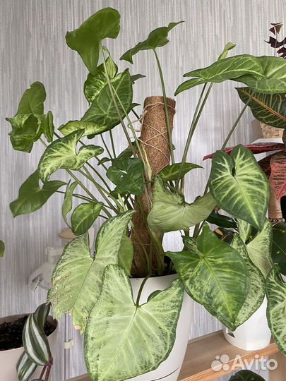 Сингониумы