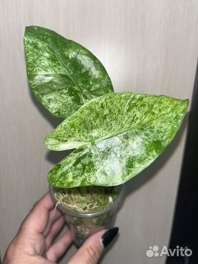 Alocasia Odorа Vаriеgаtа Ваtik