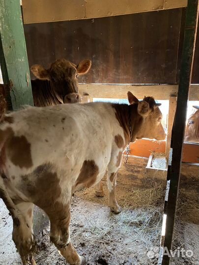 Тёлочки на откорме