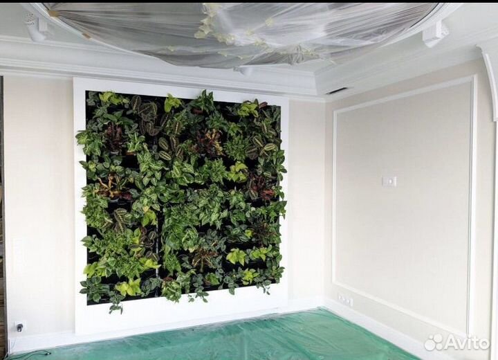 Фито стены из живых растений