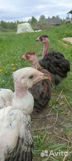 Цыплята мясо-яичных несушек