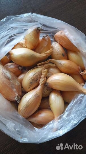 Лук семейный на посадку