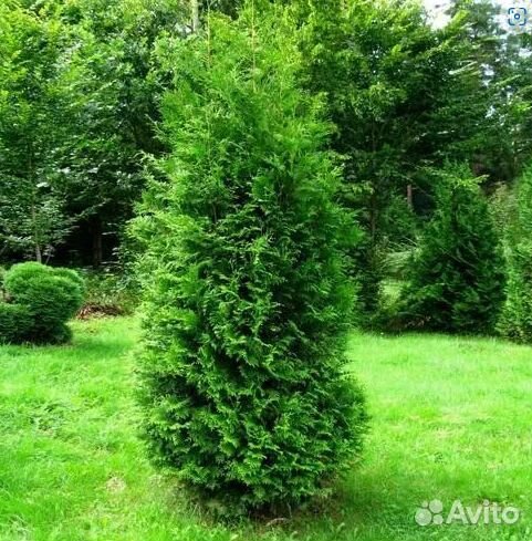 Саженцы Туя