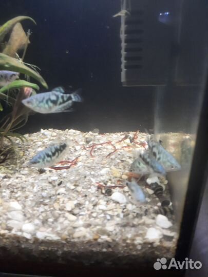 Гурами мраморный