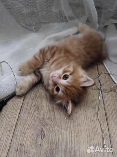 Курильский бобтейл мальчик пушистый