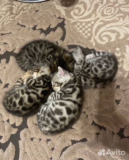 Бенгальские котята
