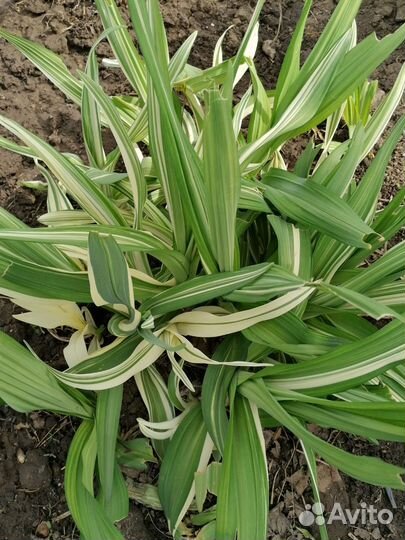 Садовые растения