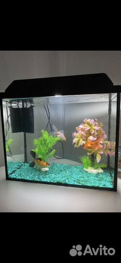 Аквариум