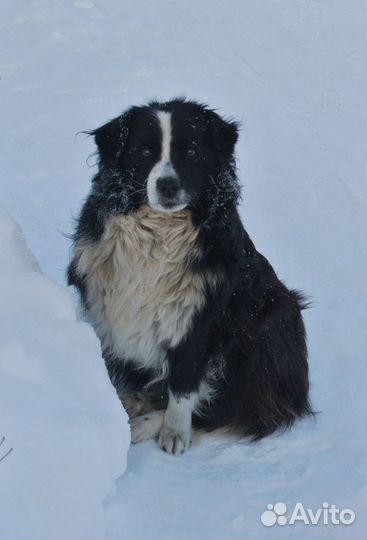 Собачка в добрые руки