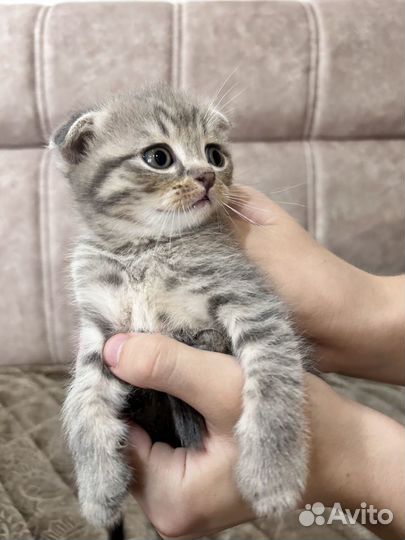 Шотландские котята