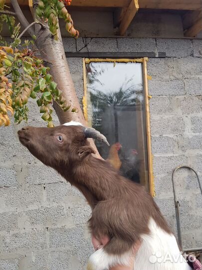 Козел ламанча