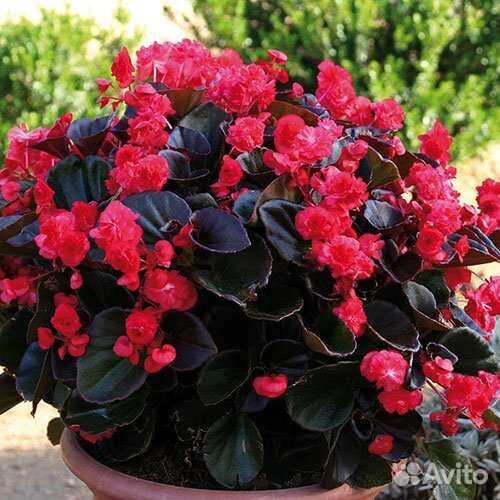Бегония вечноцветущая махровая