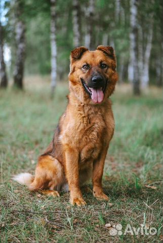 Кай в добрые руки