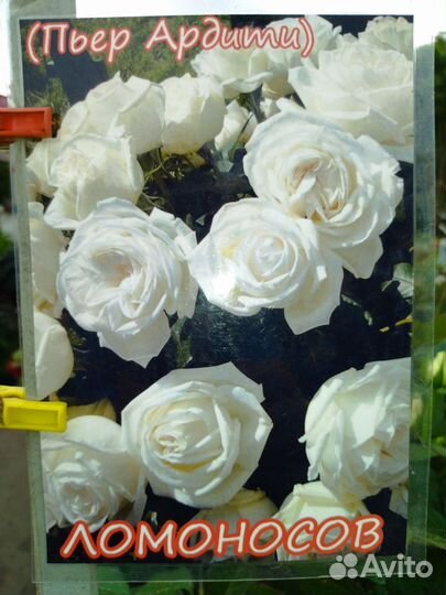 Саженцы роз, винограда,гибискуса, глицинии