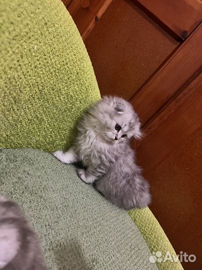 Шотландский вислоухий мальчик, хайленд фолд