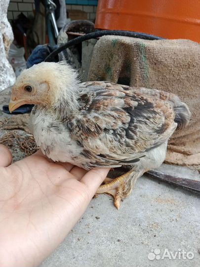 Цыплята Брама