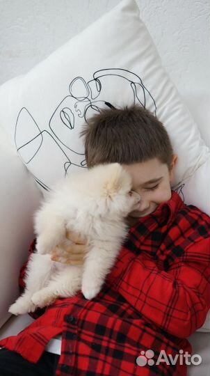 Померанский шпиц мини щенок девочка