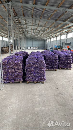 Картофель оптом от производителя