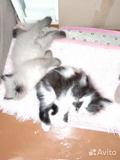 Невская маскарадная