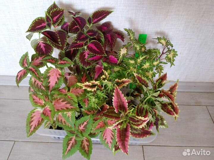 Колеусы, традесканция, бальзамин, Герань