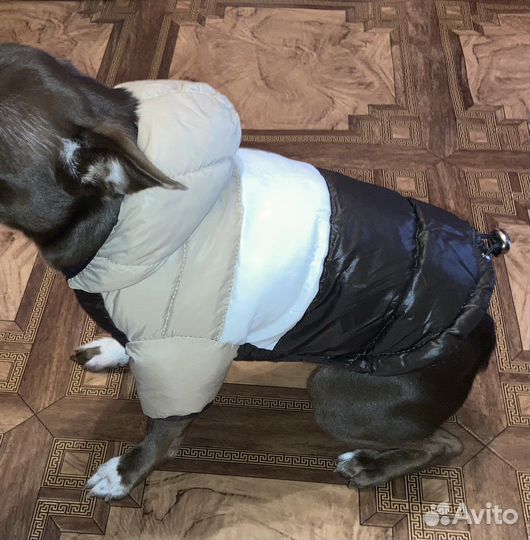Зимний пуховик для мелких пород -23 см по спинке