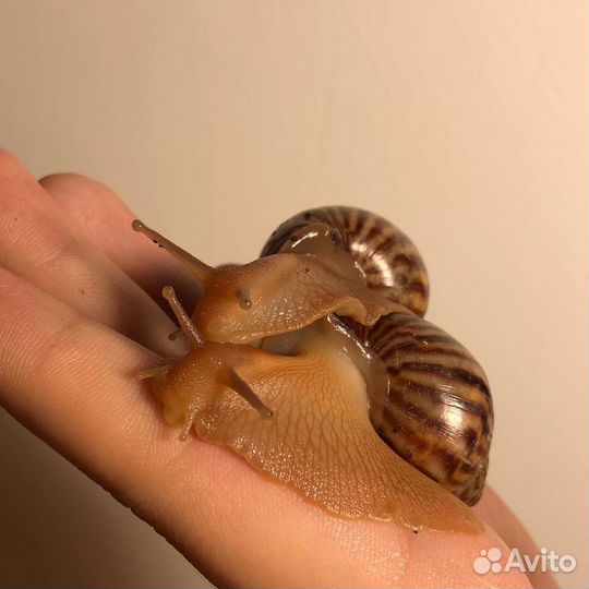 Улитки ахатины бесплатно