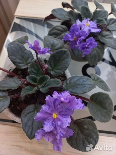 Фиалка цветущая