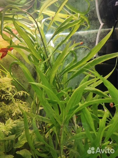 Аквариумное растение лимонник (гиграфила)