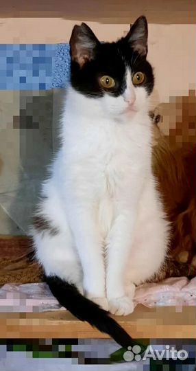 Кошка в добрые руки