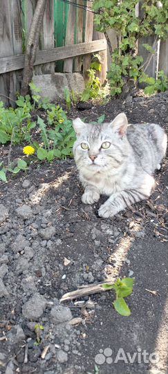 Готовятся к продаже Шотландские котята.1500