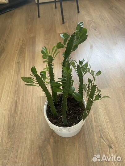 Комнатные растения цветы продам