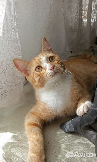 Кастрированный котик