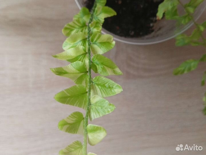 Папоротники