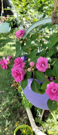 Бальзамин махровый