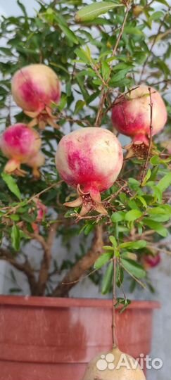 Гранат комнатный