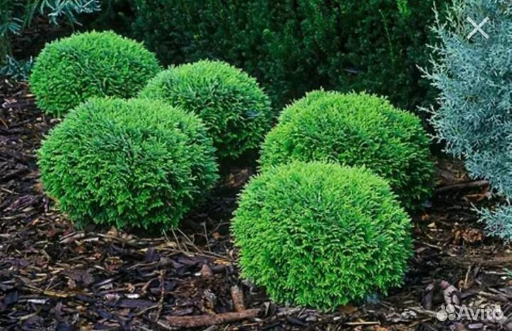 Туя брабант