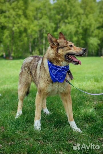 Собака пёс из приюта