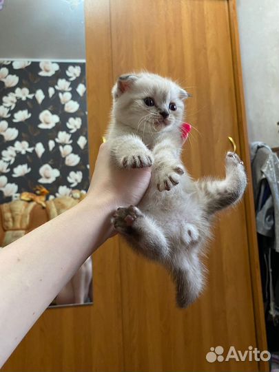 Шотландская вислоухая