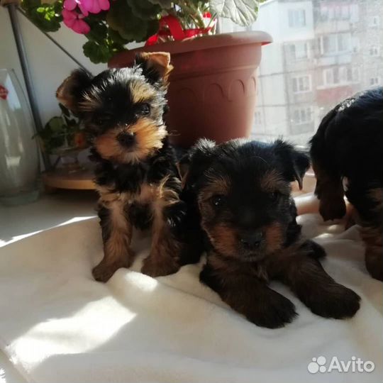 Детки конфетки