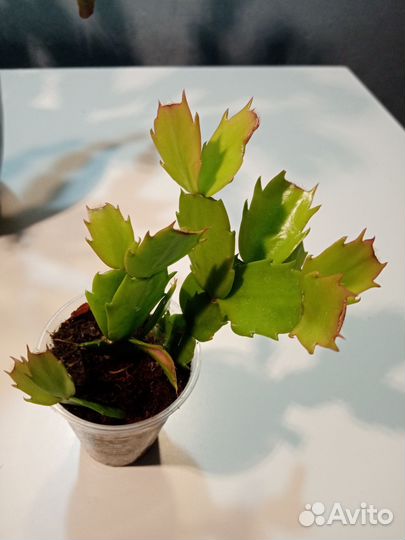 Декабрист шлюмбергера