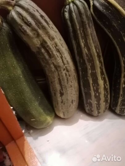 Кабачки, тыква, шиповник, грибочки