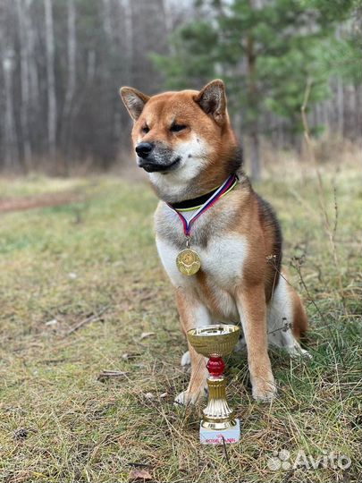 Сиба-ину кобель для вязки