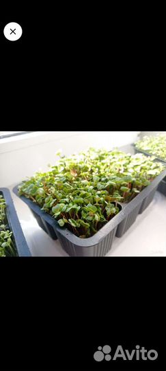 Микрозелень