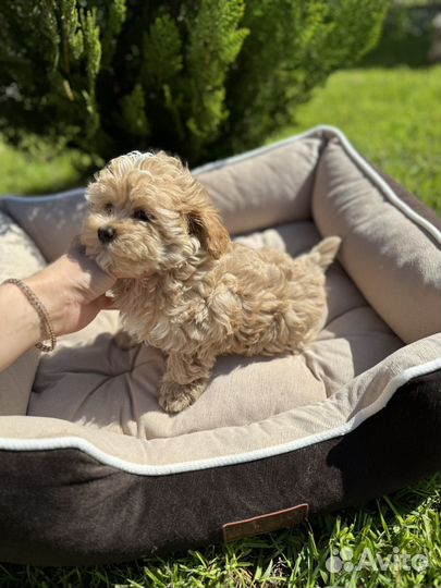Мальтипу ф1 мини девочки