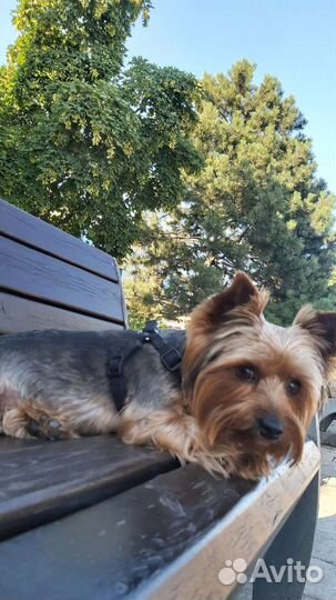 Йоркширский терьер вязка мальчик