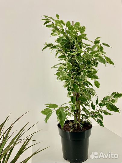 Фикус бенджамина