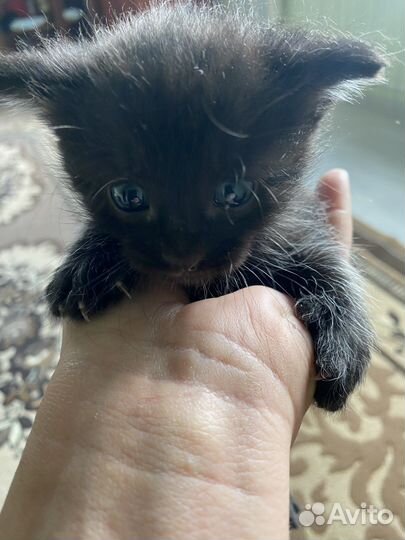 Котята бесплатно